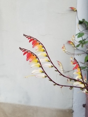 Ipomoea lobata