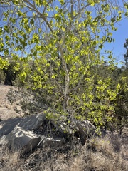 Populus × acuminata