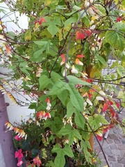 Ipomoea lobata
