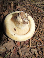 Lactarius resimus