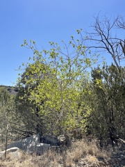 Populus × acuminata