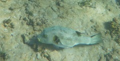 Arothron immaculatus