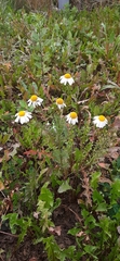 Tripleurospermum inodorum