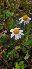 Tripleurospermum inodorum