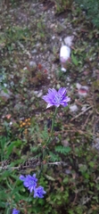 Cichorium intybus