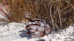Protea montana