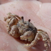 Army Crab - Photo (c) Benjamin Carbuccia, some rights reserved (CC BY), uploaded by Benjamin Carbuccia