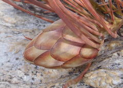 Protea montana