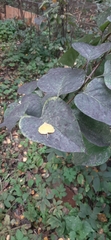 Syringa vulgaris