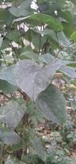 Syringa vulgaris