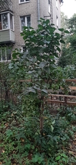 Syringa vulgaris