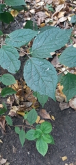 Philadelphus coronarius