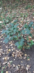 Philadelphus coronarius