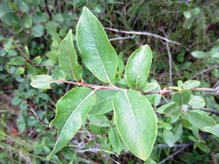 Salix myrtillifolia