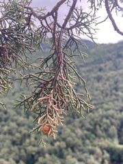 Juniperus phoenicea