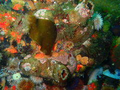 Pyura stolonifera