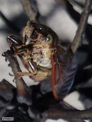 Melampsalta