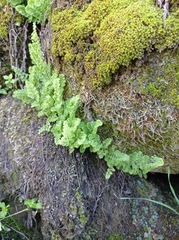 Adiantum excisum
