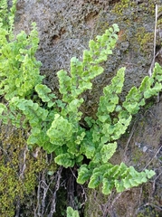 Adiantum excisum