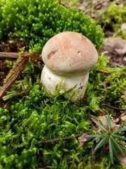 Cortinarius camphoratus