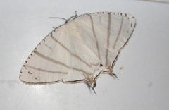 Urapteroides recurvata