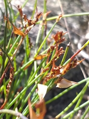 Elegia squamosa