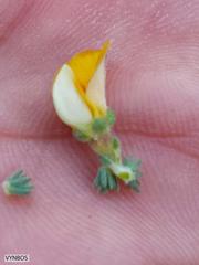 Aspalathus cymbiformis