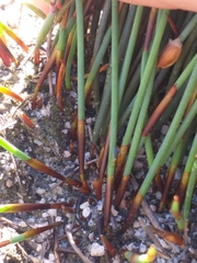 Elegia squamosa