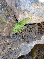 Cystopteris fragilis apiiformis