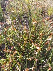 Elegia squamosa