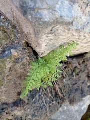 Cystopteris fragilis apiiformis