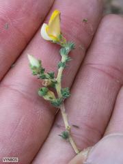 Aspalathus cymbiformis