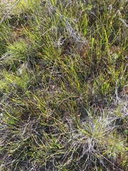 Elegia squamosa
