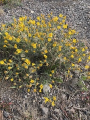 Heterotheca depressa