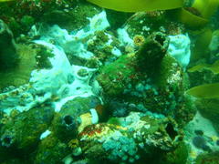 Pyura stolonifera