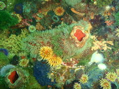 Pyura stolonifera