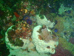 Pyura stolonifera