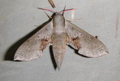 Hippotion rosae