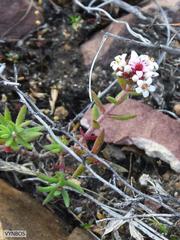Crassula pruinosa