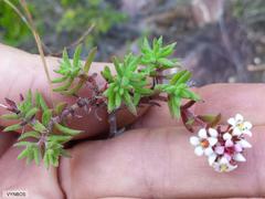 Crassula pruinosa