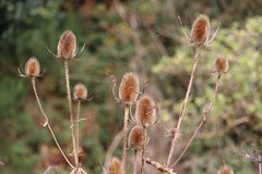 Dipsacus fullonum