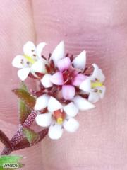 Crassula pruinosa
