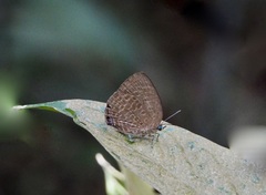 Arhopala epimuta