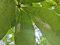 Myrmaplata plataleoides
