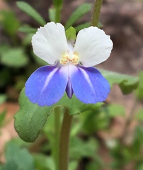 Collinsia verna