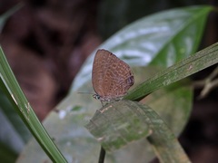 Arhopala epimuta