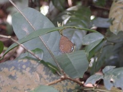 Arhopala epimuta
