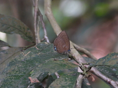Arhopala epimuta