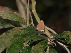 Arhopala epimuta