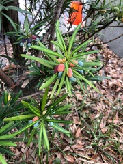 Podocarpus macrophyllus